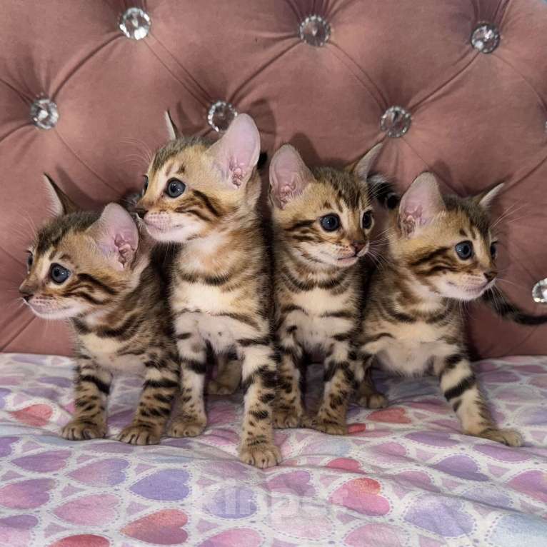 Кошки в Уфе: Бенгальские чистокровные котята Девочка, 15 000 руб. - фото 2