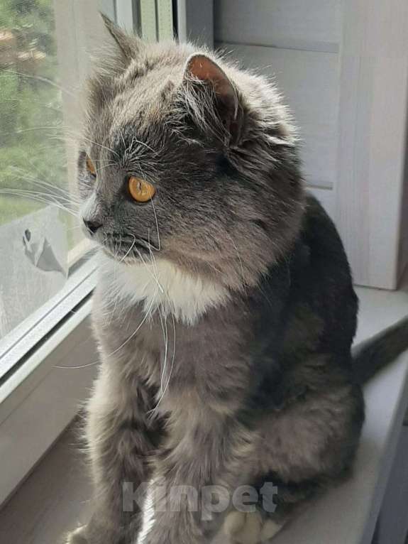 Кошки в Химках: Кошка с янтарными глазами Девочка, Бесплатно - фото 8