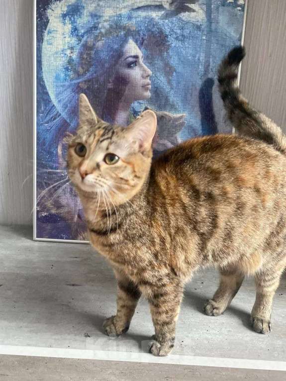 Кошки в Москве: Котенок Туся ищет дом Девочка, Бесплатно - фото 8