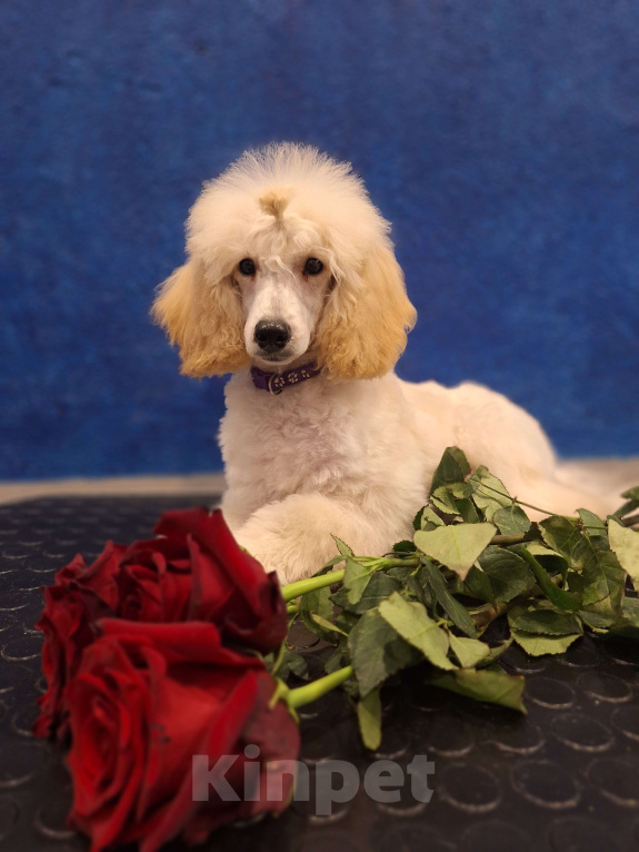 Собаки в Санкт-Петербурге: Девочка среднего пуделя,белого окраса Девочка, 100 000 руб. - фото 3
