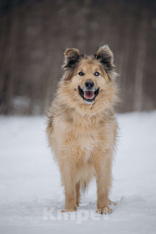 Собаки в Москве: Ласковый мальчик в добрые руки! Мальчик, Бесплатно - фото 2