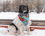 Собаки в Санкт-Петербурге: Изумительной красоты небольшая собачка Девочка, Бесплатно - фото 7