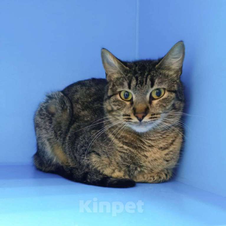 Кошки в Москве: А вдруг маленькой Шани тоже повезет? Девочка, Бесплатно - фото 2