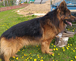 Собаки в Чехове: Вязка немецких овчарок, Бесплатно - фото 2