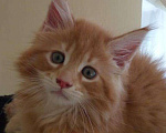 Кошки в Арзамасе: Мейн-кун, 12 000 руб. - фото 1