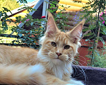 Кошки в Чапаевске: шикарный котенок  мейн - кун. Мальчик, 30 000 руб. - фото 1
