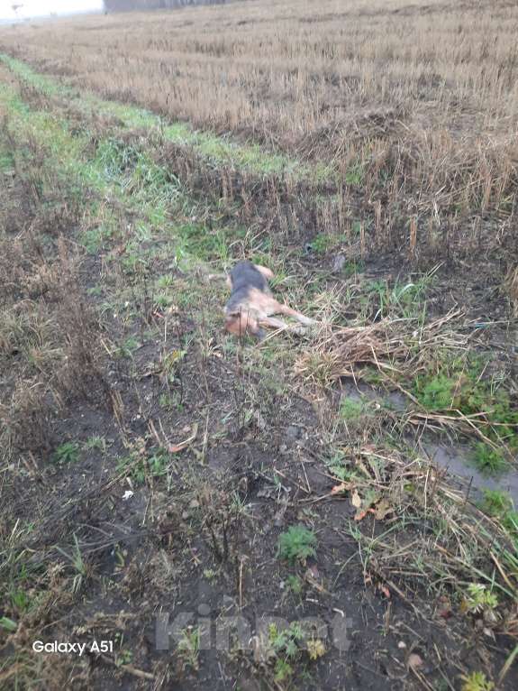 Собаки в Ульяновске: Найдена собака! Девочка, Бесплатно - фото 3