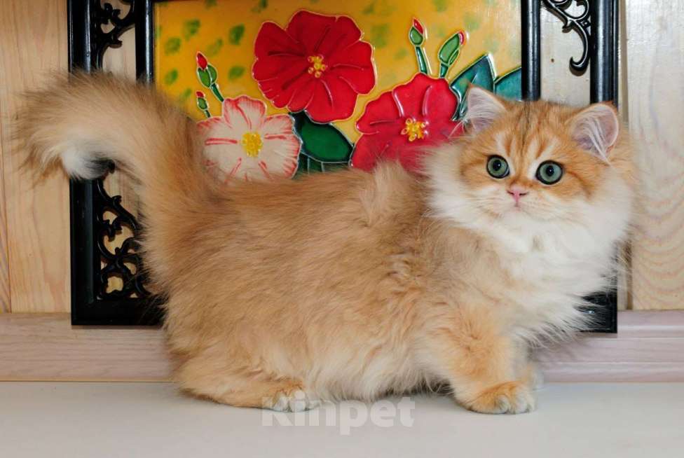 Кошки в Рыбинске: Британский длинношерстный мальчик 3,5 мес Мальчик, 30 000 руб. - фото 2