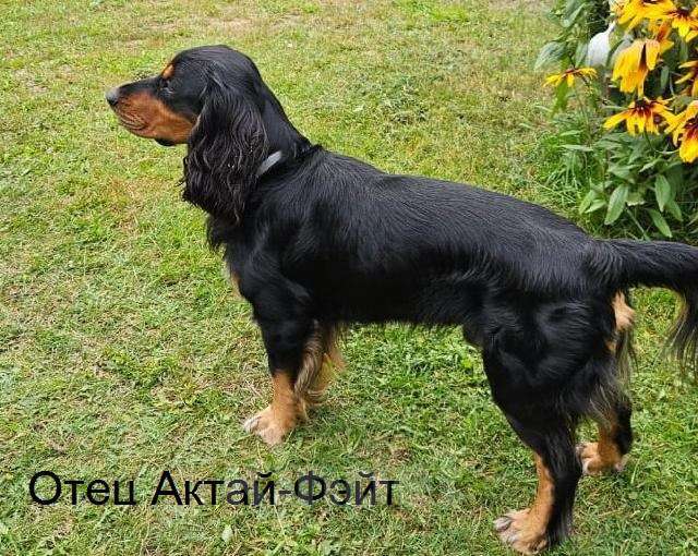 Собаки в Подольске: Щенок русского охотничьего спаниеля Девочка, Бесплатно - фото 6