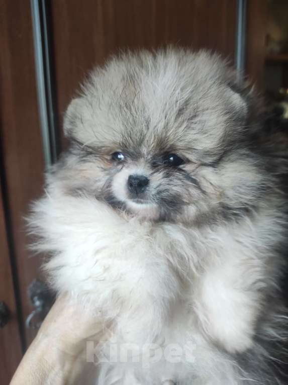 Собаки в Калуге: Красивые патиколорчики Мальчик, 35 000 руб. - фото 2