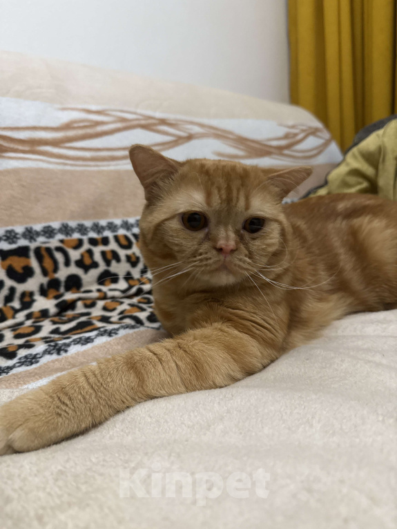 Кошки в Москве: Котик в добрые руки Мальчик, Бесплатно - фото 1