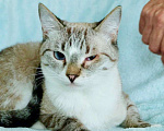 Кошки в Москве: Тайский котик Маффин в добрые руки  Мальчик, Бесплатно - фото 1