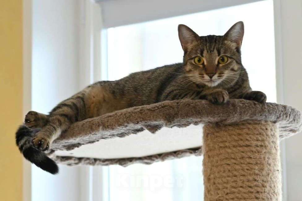 Кошки в Москве: Лавруша ищет дом  Девочка, Бесплатно - фото 5