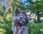 Кошки в Новосибирске: Котята мейн кун Девочка, 50 000 руб. - фото 4