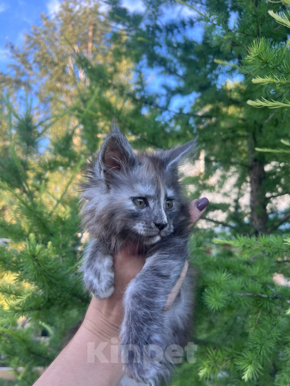 Кошки в Новосибирске: Котята мейн кун Девочка, 50 000 руб. - фото 4