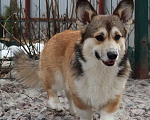 Собаки в Санкт-Петербурге: Прекрасный Ерофей!  Мальчик, 65 000 руб. - фото 2