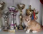 Кошки в Москве: Аполлон Мальчик, 100 000 руб. - фото 7