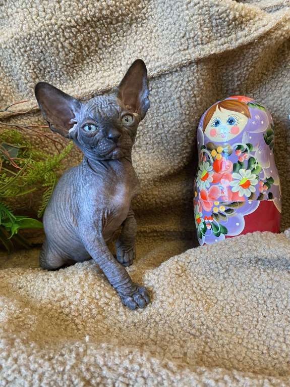 Кошки в Москве: Суперская кошечка канадочка Девочка, 35 000 руб. - фото 3