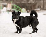 Собаки в Москве: В хорошие руки отдадим симпатягу парня по имени Шнырек! Мальчик, Бесплатно - фото 1
