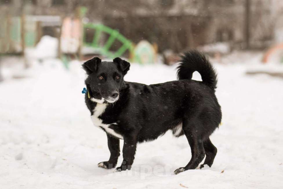 Собаки в Москве: В хорошие руки отдадим симпатягу парня по имени Шнырек! Мальчик, Бесплатно - фото 1