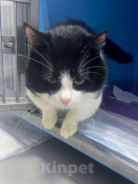 Кошки в Москве: Крош ищет дом Мальчик, Бесплатно - фото 3