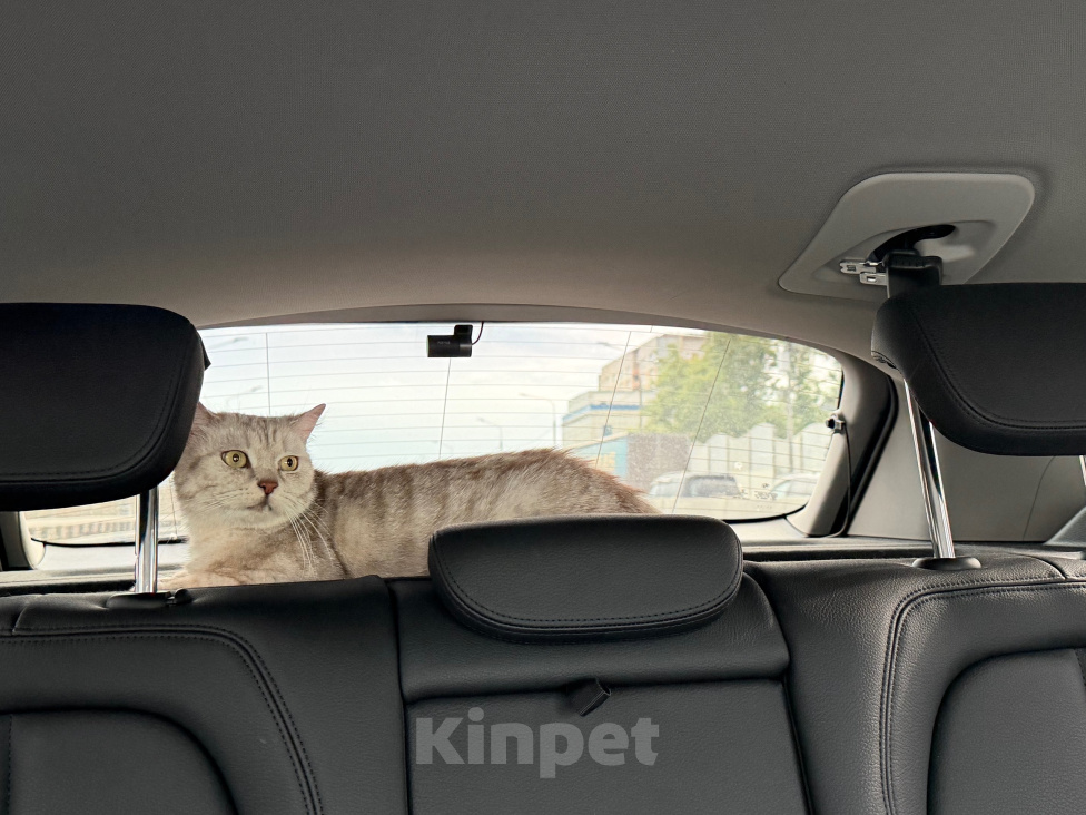 Кошки в Москве: Британка в добрые руки Девочка, Бесплатно - фото 6