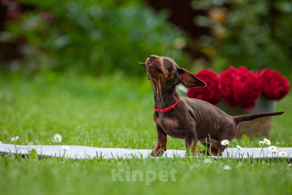 Собаки в Москве: Очаровательный щенок кроличьей таксы  Девочка, 80 000 руб. - фото 4