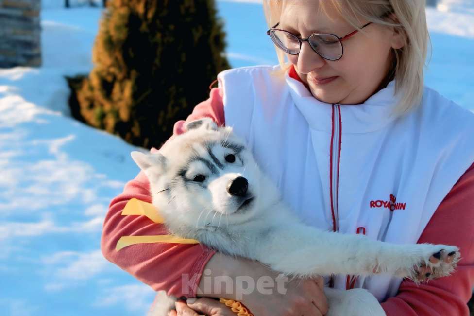 Собаки в Владимире: Сибирский хаски Девочка, Бесплатно - фото 1