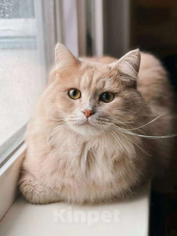 Кошки в Балашихе: Ерошка Мальчик, Бесплатно - фото 1