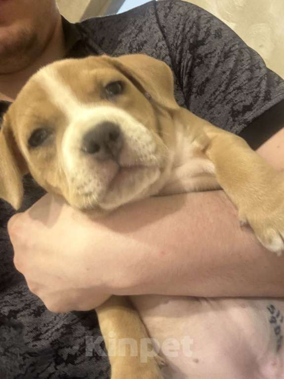 Собаки в Туле: Американский стаффордширский терьер Девочка, 55 000 руб. - фото 1