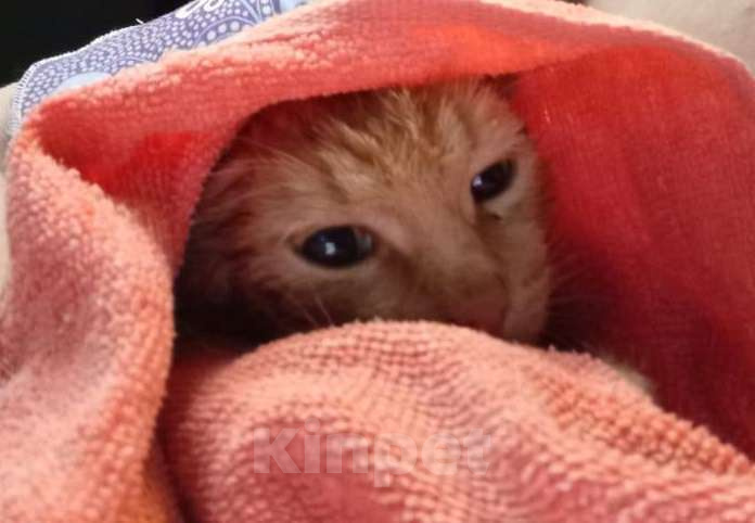 Кошки в Ногинске: Ласковый рыжий котик, очень дружелюбный и готов сидеть на руках часами Мальчик, Бесплатно - фото 1