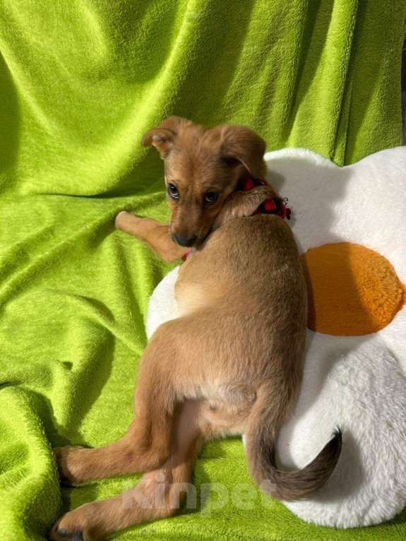 Собаки в Химках: Девочка  Девочка, Бесплатно - фото 6