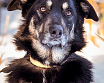 Собаки в Солнечногорске: Спокойный, уравновешенный песик в добрые руки. 2 года. Мальчик, Бесплатно - фото 7