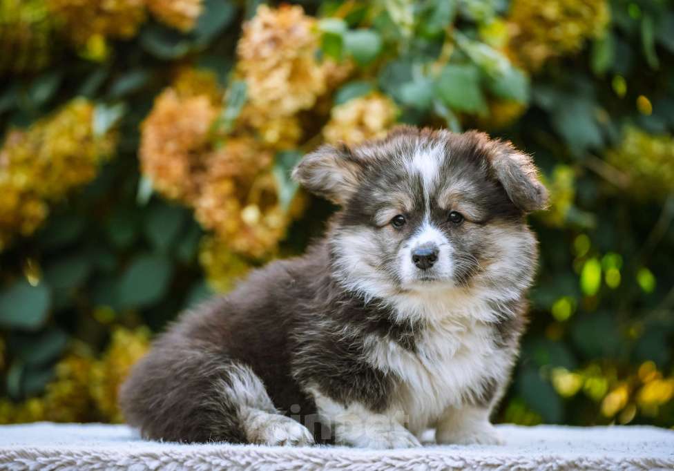 Собаки в Новосибирске: Вельш Корги Пемброк Джеймс Пи Салливан (Флаффи) Мальчик, 55 000 руб. - фото 4
