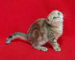 Кошки в Москве: Вислоухая золотая мраморная кошечка Девочка, 10 000 руб. - фото 2