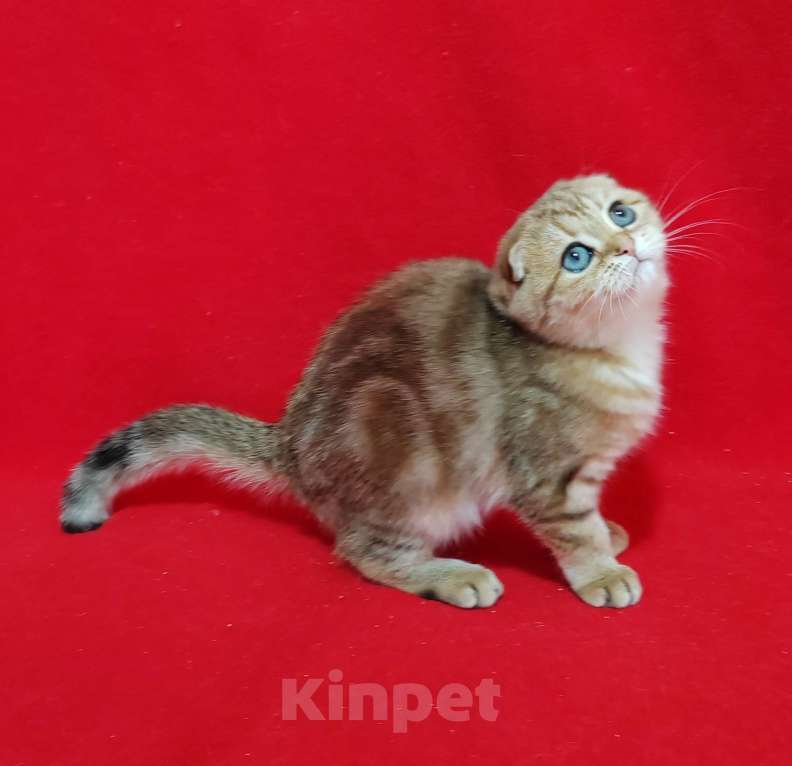 Кошки в Москве: Вислоухая золотая мраморная кошечка Девочка, 10 000 руб. - фото 2