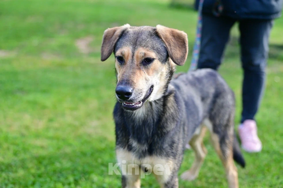 Собаки в Красногорске: Самый уютный щенок Перчик , 1 год Мальчик, Бесплатно - фото 2