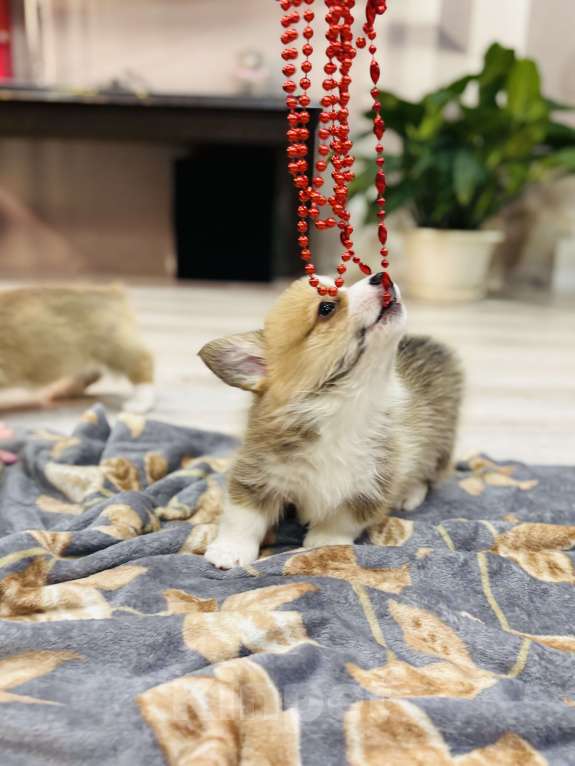 Собаки в Краснозаводске: Продажа щенков корги Мальчик, 45 000 руб. - фото 5