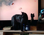 Кошки в Санкт-Петербурге: Черная одноглазая богиня 9 месяцев Девочка, Бесплатно - фото 3
