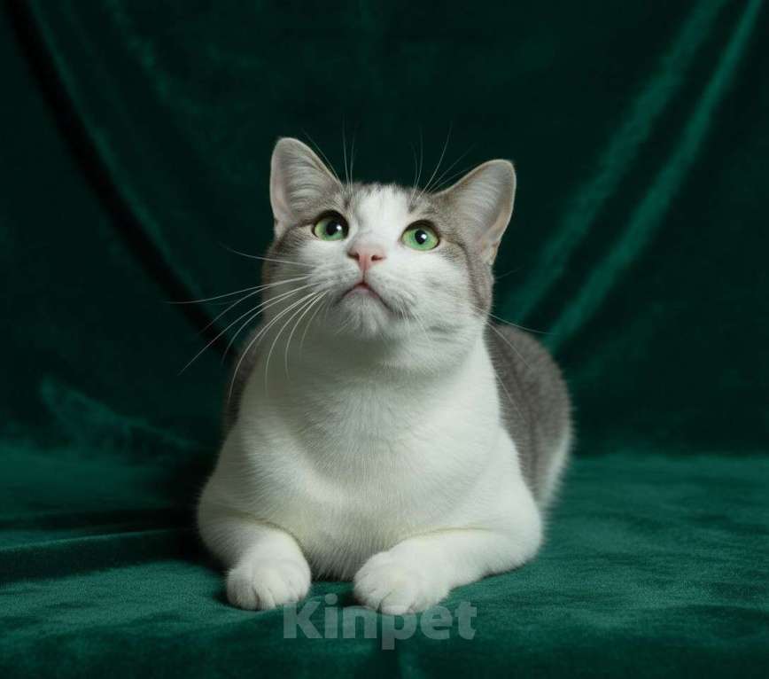 Кошки в Голицыно: 💚 Ищем любящих и заботливых хозяев для котика 💚 Мальчик, Бесплатно - фото 4