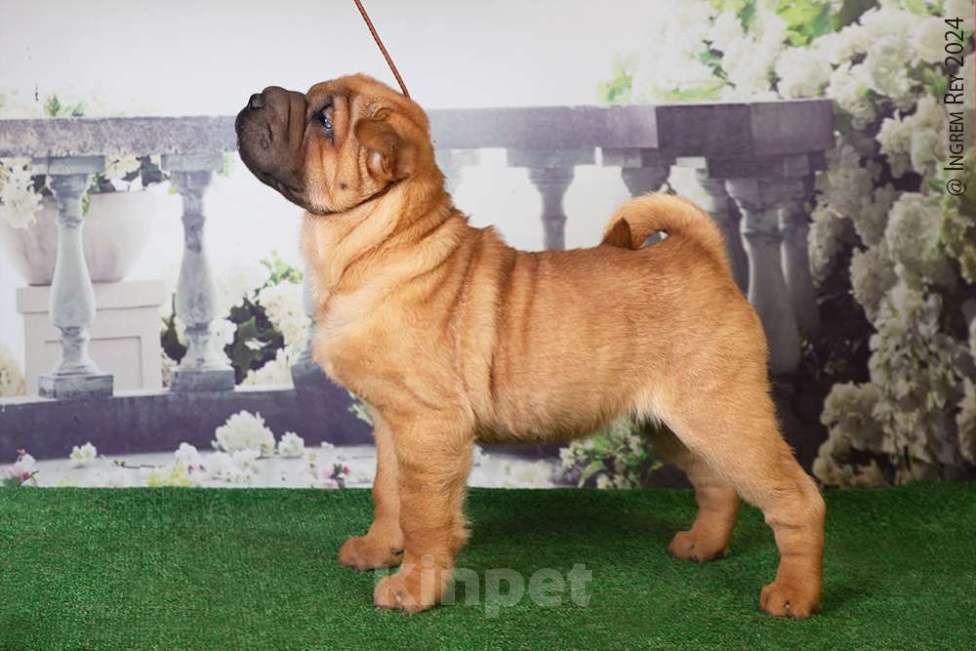 Собаки в Москве: Шикарный щенок шарпея Девочка, 45 000 руб. - фото 2