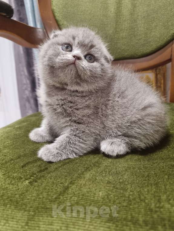 Кошки в Москве: Голубая плюшевая  Девочка, 20 000 руб. - фото 2