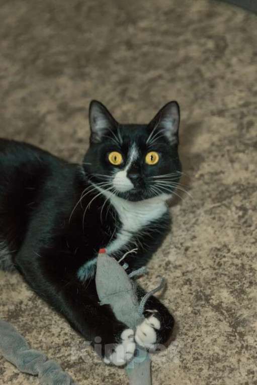 Кошки в Москве: Весёлый и беззаботный молодой кот Тоша в добрые руки Мальчик, Бесплатно - фото 3