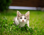 Кошки в Подольске: Котенок в добрые руки Мальчик, Бесплатно - фото 5