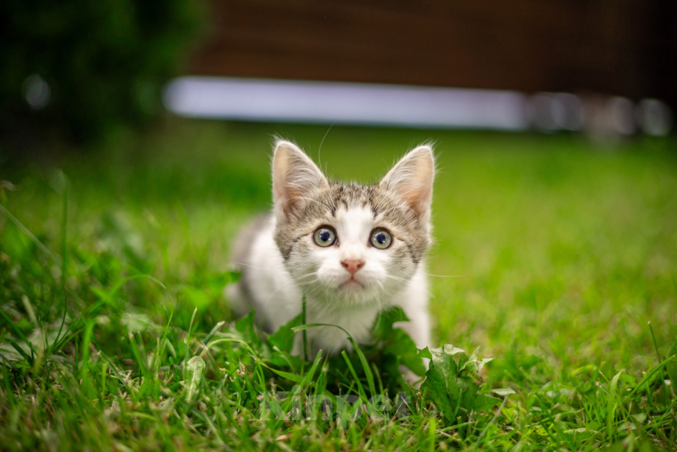 Кошки в Подольске: Котенок в добрые руки Мальчик, Бесплатно - фото 5