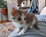 Кошки в Ижевске: Котёнок в добрые руки Девочка, Бесплатно - фото 3