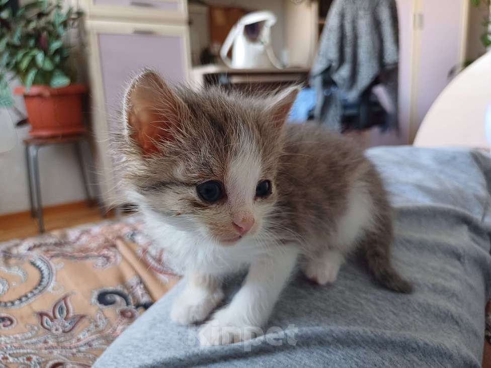 Кошки в Ижевске: Котёнок в добрые руки Девочка, Бесплатно - фото 3