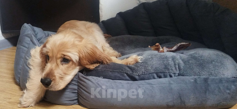 Собаки в Анапе: Английский кокер спаниель Астра Девочка, 23 000 руб. - фото 3