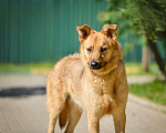 Собаки в Москве: Алтай-пес, которого никто не замечает!!!! где ему найти свое счастье? Мальчик, Бесплатно - фото 6