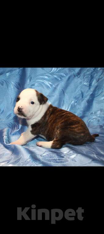 Собаки в Иркутске: Щенки АСТ Разнополые, 15 000 руб. - фото 4